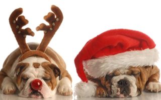holiday pets