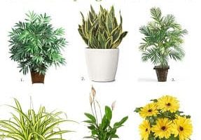 houseplants that produce the most oxygen