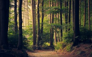 Free Online Games to Teach Kids about the Environment