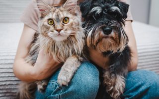 dog and a cat in the hands of their owner