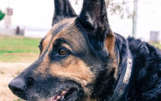 German Shepard