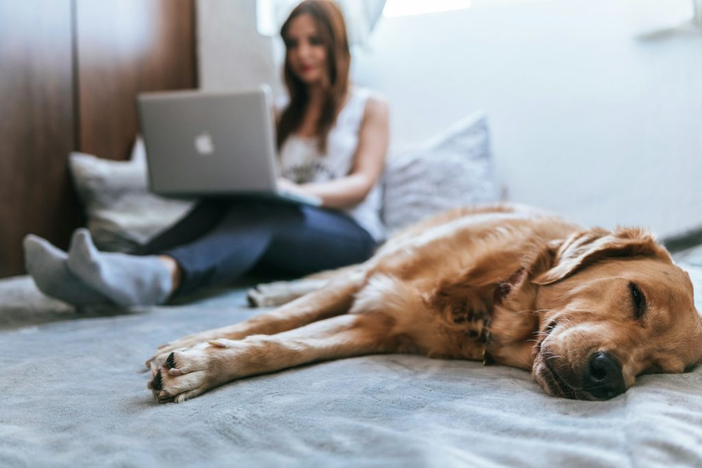 dog sleeping next to owner