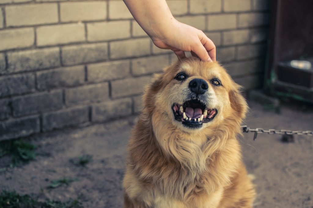 dog smiling
