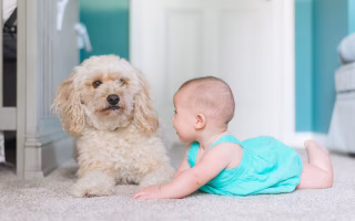 Baby and dog lying on the carpet facing each other.