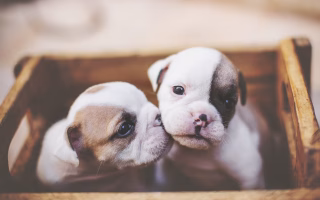 Two cute puppies