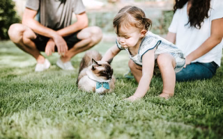 Toddler gently petting a cat on the grass with adults nearby.
