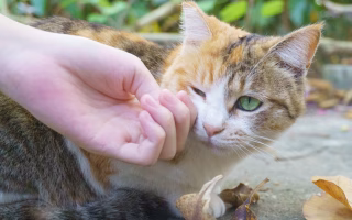 Person petting a cat with green eyes outdoors.