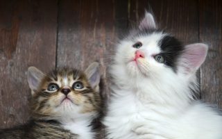 6 Cat Names That Are Perfect for Little Troublemakers