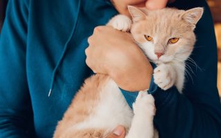 5 Ways Cats Quietly Take Care of Their Humans