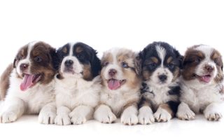 9 Puppy Names So Cute Youll Cry a Little