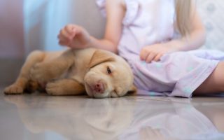 7 Dogs That Are Great Companions For Autistic Children