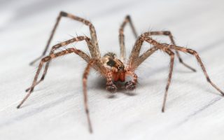 Hidden Pests 5 Home Areas Harboring Pests for Kids