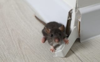 The Unseen Threat 5 Home Areas That Are Hidden Pest Hotspots Near Your Kids