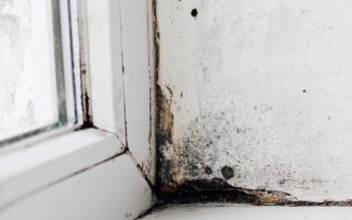 Mold Hotspots 5 Home Areas That Are Mold Hotspots for Kids
