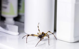 The Quiet Threat 5 Home Areas That Are Hidden Pest Hotspots Near Kids