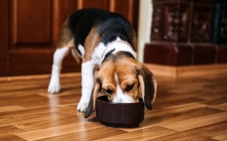 hidden costs of owning a pet