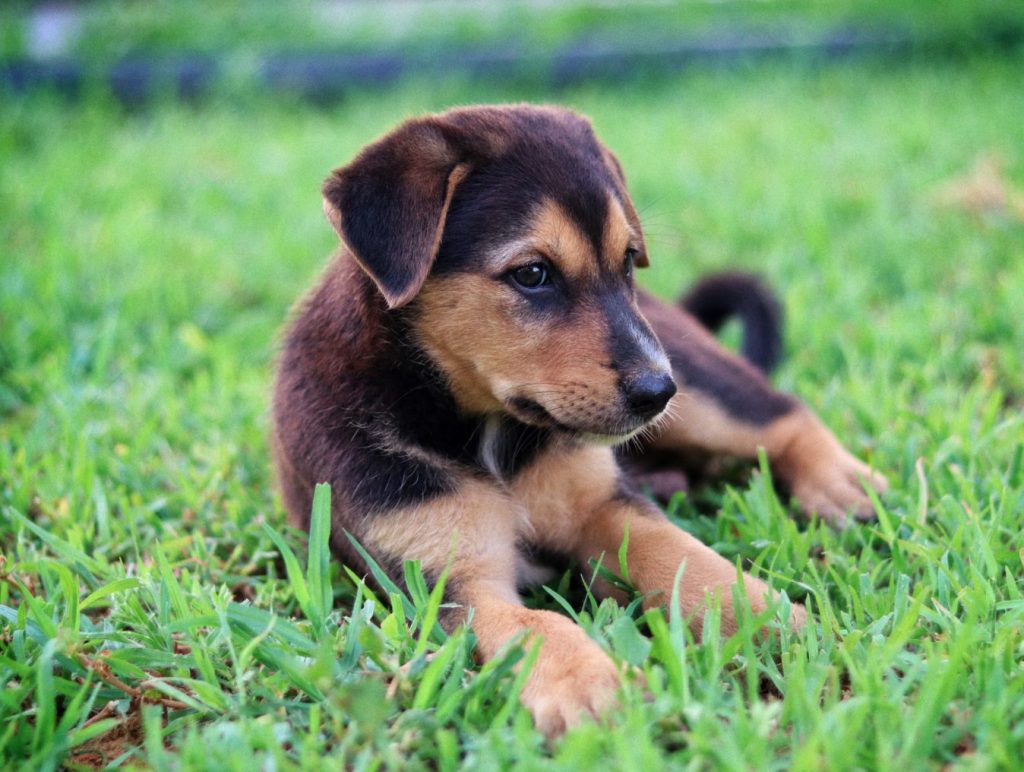 Puppy